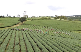 Doanh nghiệp “dò dẫm” đầu tư vào nông nghiệp